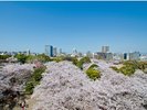 舞鶴公園・福岡城の桜(写真提供:福岡市)