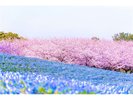 海の中道海浜公園の春:ネモフィラ・桜※写真提供:福岡県観光連盟