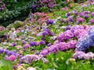 形原温泉【あじさいの里】では五万株を越える紫陽花が咲き競う名所。