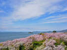 末広の目の前に広がる西浦園地は春の桜名所。青い空と海に映える桃色の桜、絶景をご満喫下さい!