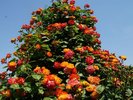 京成バラ園:花々の美しさを堪能!美しいバラが咲く、京成バラ園。