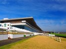 中山競馬場:競馬ファン必見!ファミリー向け施設も充実した競馬場。