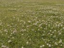 周辺景色:花の香りを楽しむ、幕張の自然。