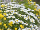 周辺景色:色とりどりの花々が彩る幕張の景色。