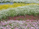 周辺景色:色とりどりの花々が彩る幕張の景色。