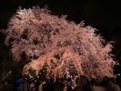 六義園のしだれ桜が満開になる頃には夜間ライトアップイベントも開催されます