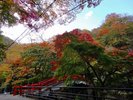 河鹿橋の紅葉