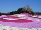 芝桜公園(イメージ)