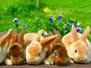 伊香保グリーン牧場のウサギ