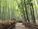 竹林の小径