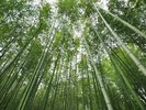 竹林の小径