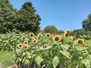馬見丘陵公園(夏):ヒマワリが強くたくましく咲いています。ホテルより車で約30分、電車で約60分。