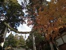 紅葉の大神神社