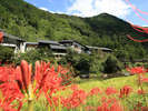 秋の土佐山風景。実った稲穂と真っ赤な彼岸花の美しいコントラスト。おすすめの季節のひとつです。