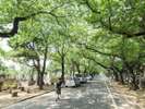谷中霊園