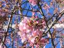 鋸南町、佐久間ダムの「頼朝桜」は2月中旬から咲きはじめます