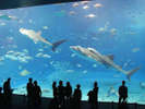 美ら海水族館(車で110分)