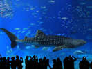 【車で約110分】沖縄を代表する人気スポット「美ら海水族館」悠々と泳ぐジンベイザメ
