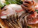 瀬戸の新鮮魚介