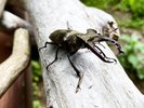 夏はクワガタ!カブトムシ!まさに大自然!
