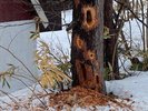クマゲラ(キツツキ)にやられました