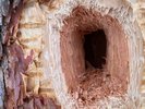 天然記念物のクマゲラの住む森に宿はあります