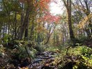 客室棟前の小川