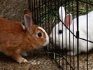 【月うさぎの里】車で15分