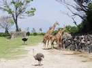 【観光】ホテルから車40分の平川動物公園の「アフリカ園」。