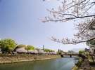 【観光・春】ホテル徒歩8分の、甲突川河畔の桜並木。散歩や花見にオススメです。