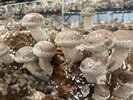 八ヶ岳エナジーファーム_しいたけ狩3