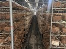 八ヶ岳エナジーファーム_しいたけ狩