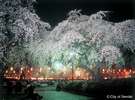 ◇仙台西公園の桜