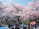 ◆仙台市内の花見ならやっぱり西公園。夏場は花火大会も開催に!!