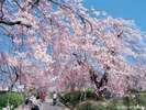 ◆榴ヶ岡公園。仙台を代表するお花見の名所、そして市民の憩いの場所です。