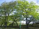 常盤公園内の素敵な樹木!!癒されちゃえ!!