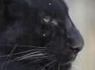 【旭山動物園】黒ひょう