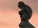 【旭山動物園】夕方のさる山
