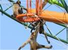 【旭山動物園】くもざる