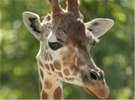 【旭山動物園】キリン
