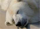 【旭山動物園】ホッキョクグマのお昼寝