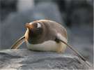 【旭山動物園】ペンギン