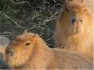 【旭山動物園】カピバラ