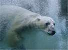 【旭山動物園】ほっきょくぐま