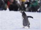 【旭山動物園】雪にはしゃぐペンギン