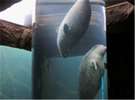 【旭山動物園】アザラシ館