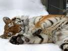 【旭山動物園】雪の上でお昼寝中のトラ