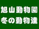 冬の旭山動物園の動物フォト