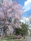 旭川の桜♪