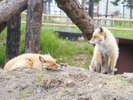 【旭山動物園】キタキツネ